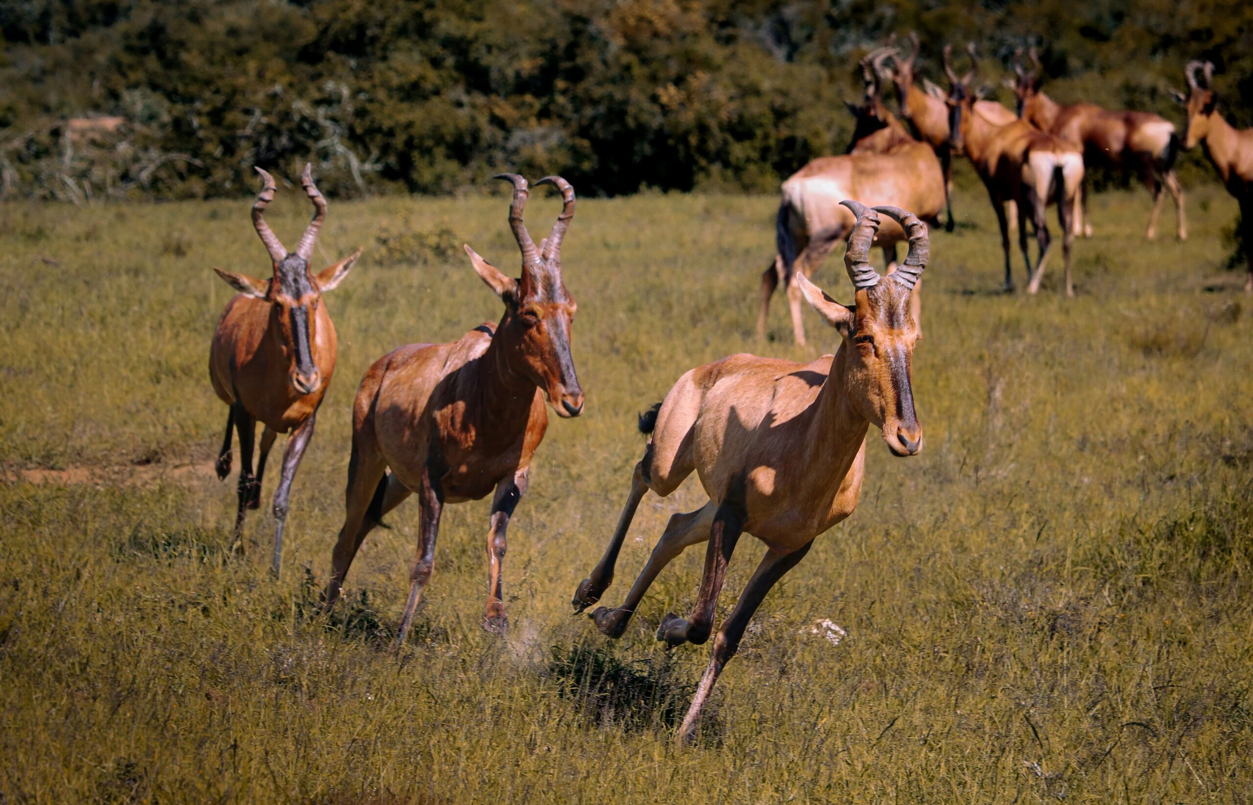 A light-colored Lelwel hartebeest with thick, upright horns in the arid terrain of northern Kenya.