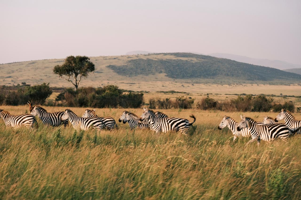 Zebras spotted on a a safari in Masai Mara