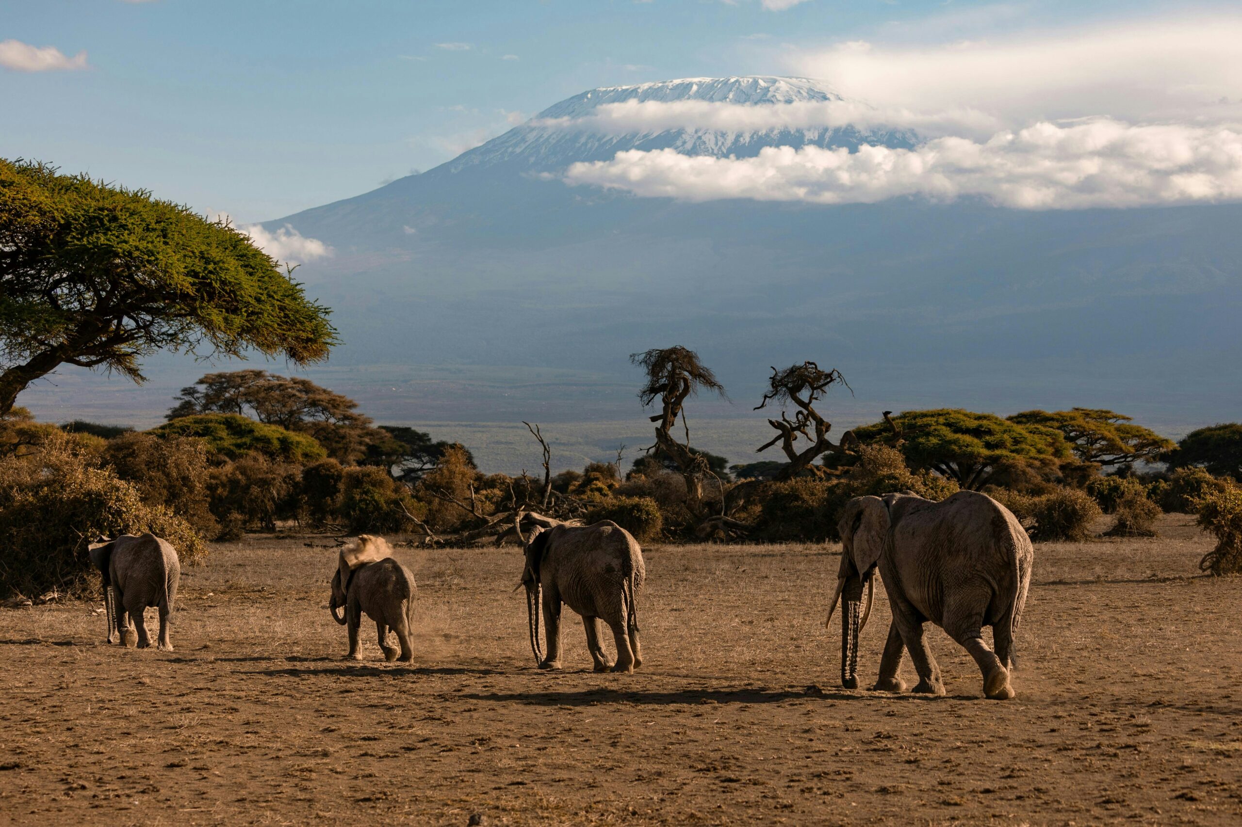 Herd of elephants under a clear blue sky with Mount Kilimanjaro in Amboseli, Kenya Safari