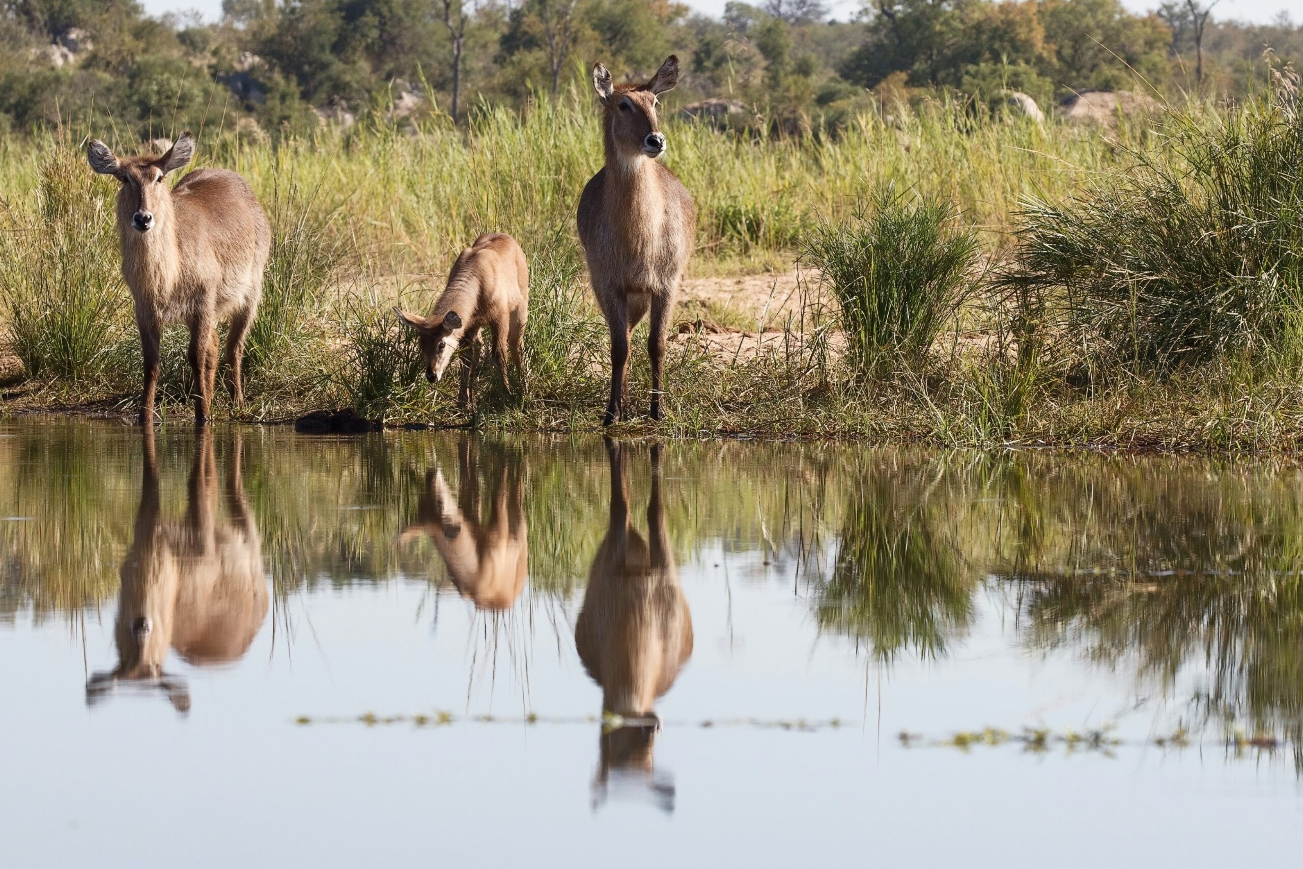 Waterbuck near a swamp or water hole