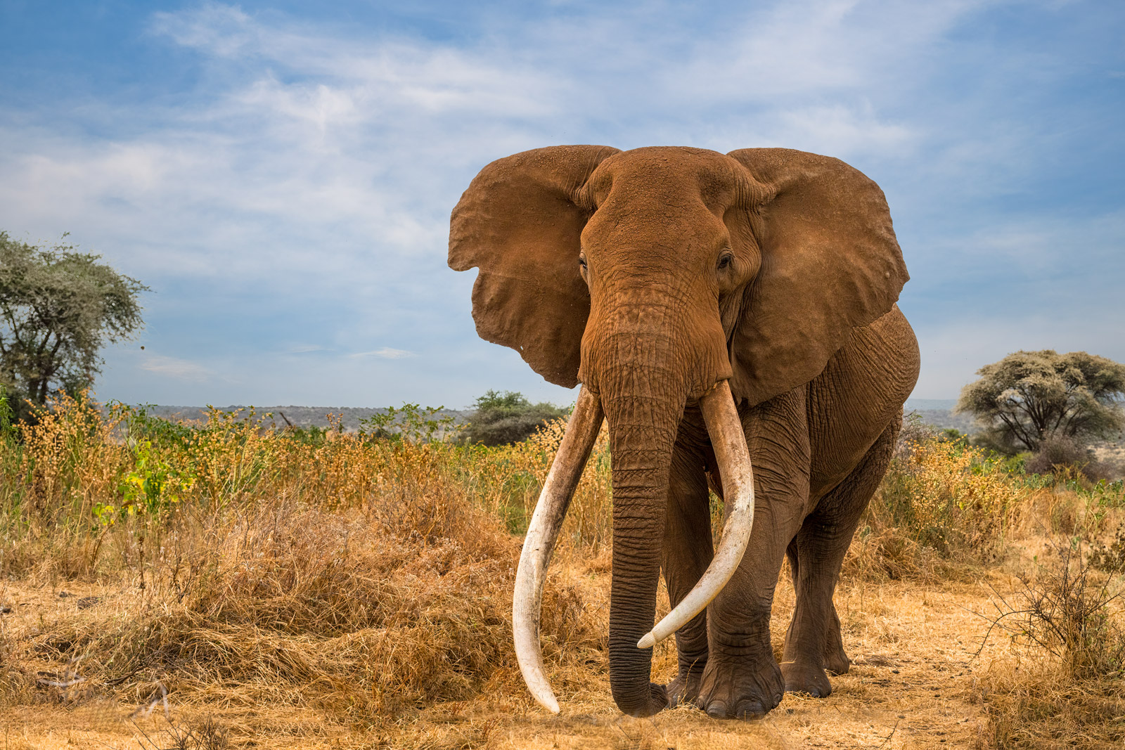 close up of super tusker elephant Craig's massive ivory tusks