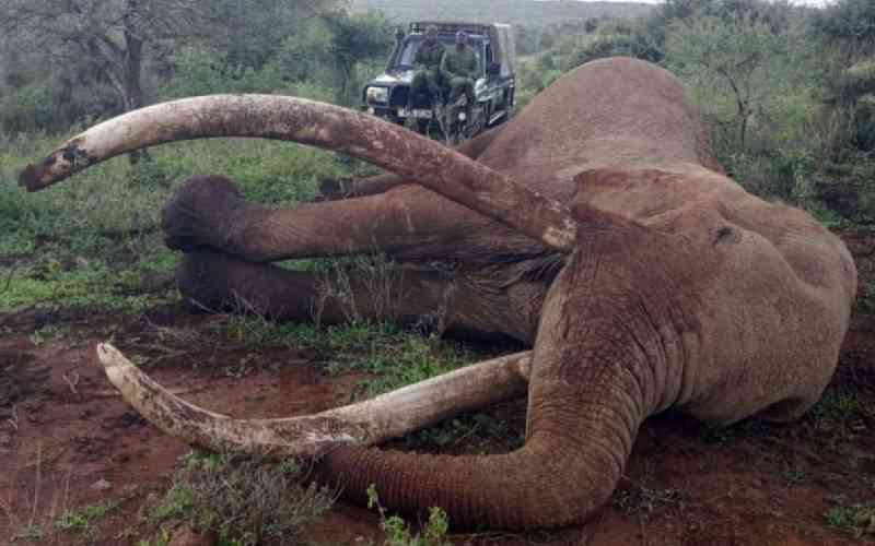 Craig the Amboseli super tusker elephant lying peacefully after natural death at age 54