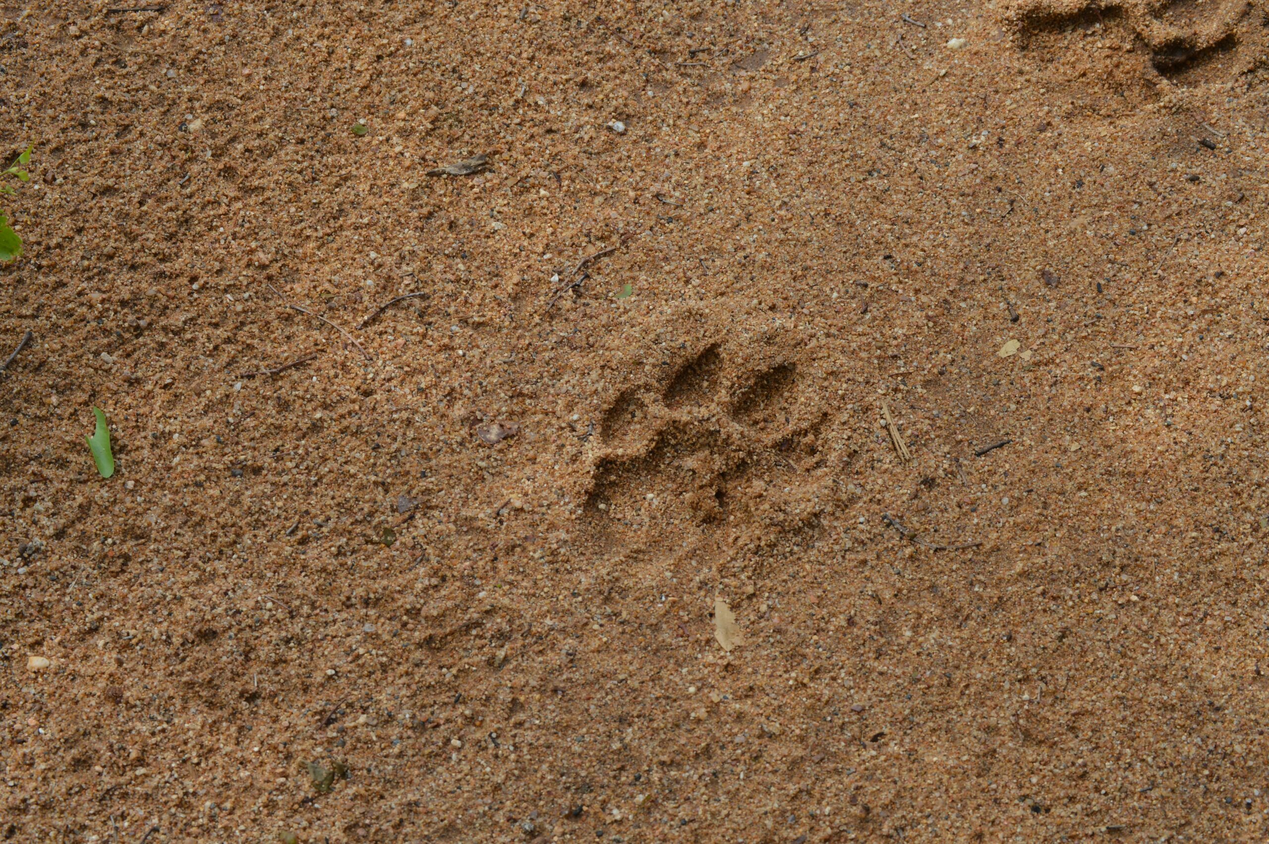 Children learning animal tracking skills on an educational safari in Kenya