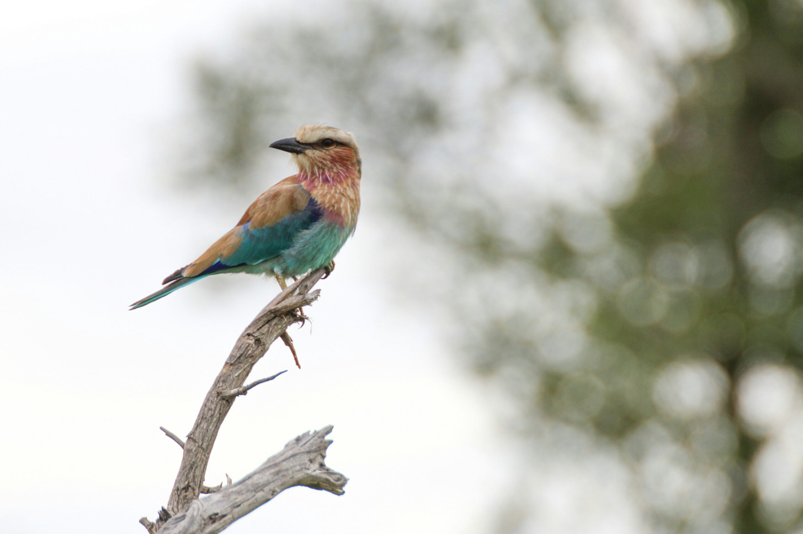 Kids bird watching on an educational family safari in Kenya