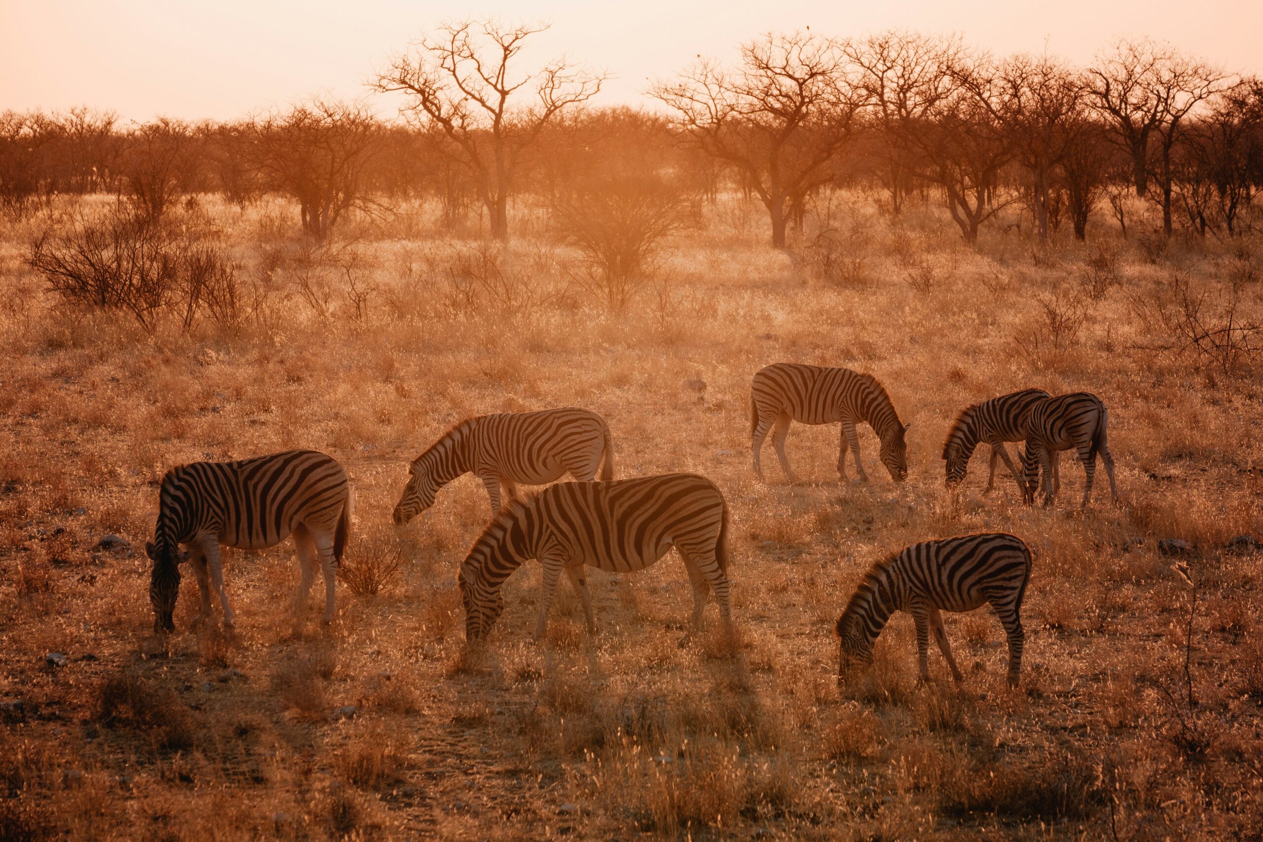 Early morning game drive during a Kenya safari