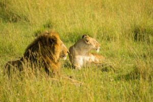 lions in masai mara