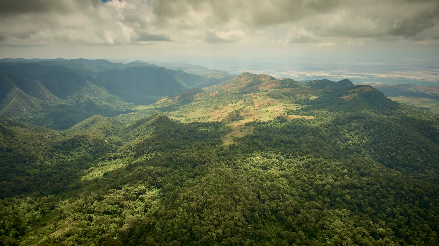 Loita Forest Kenya one of the last remaining indigenous forests