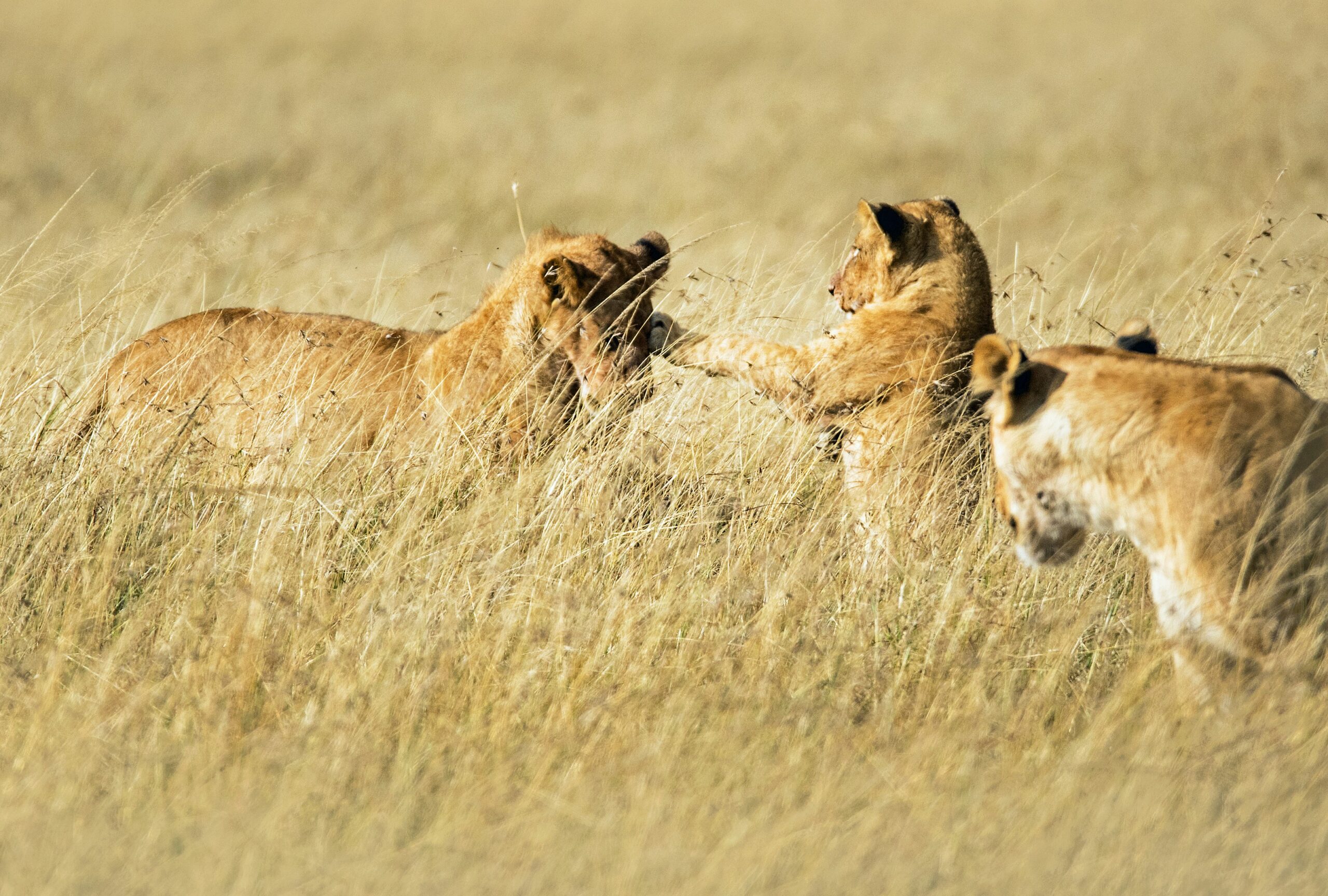 3 Days Masai Mara Budget Shared Joining Safari