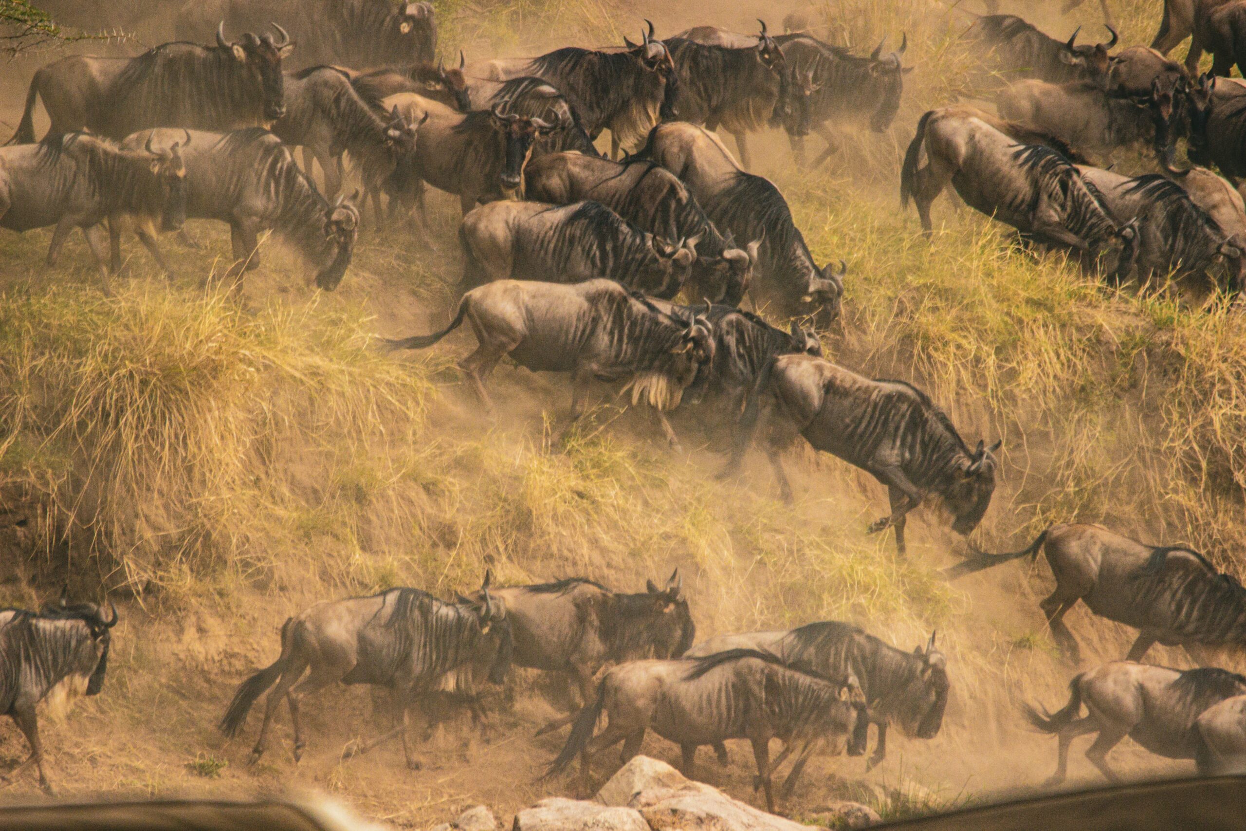 Great wildebeest migration crossing in Masai Mara Kenya