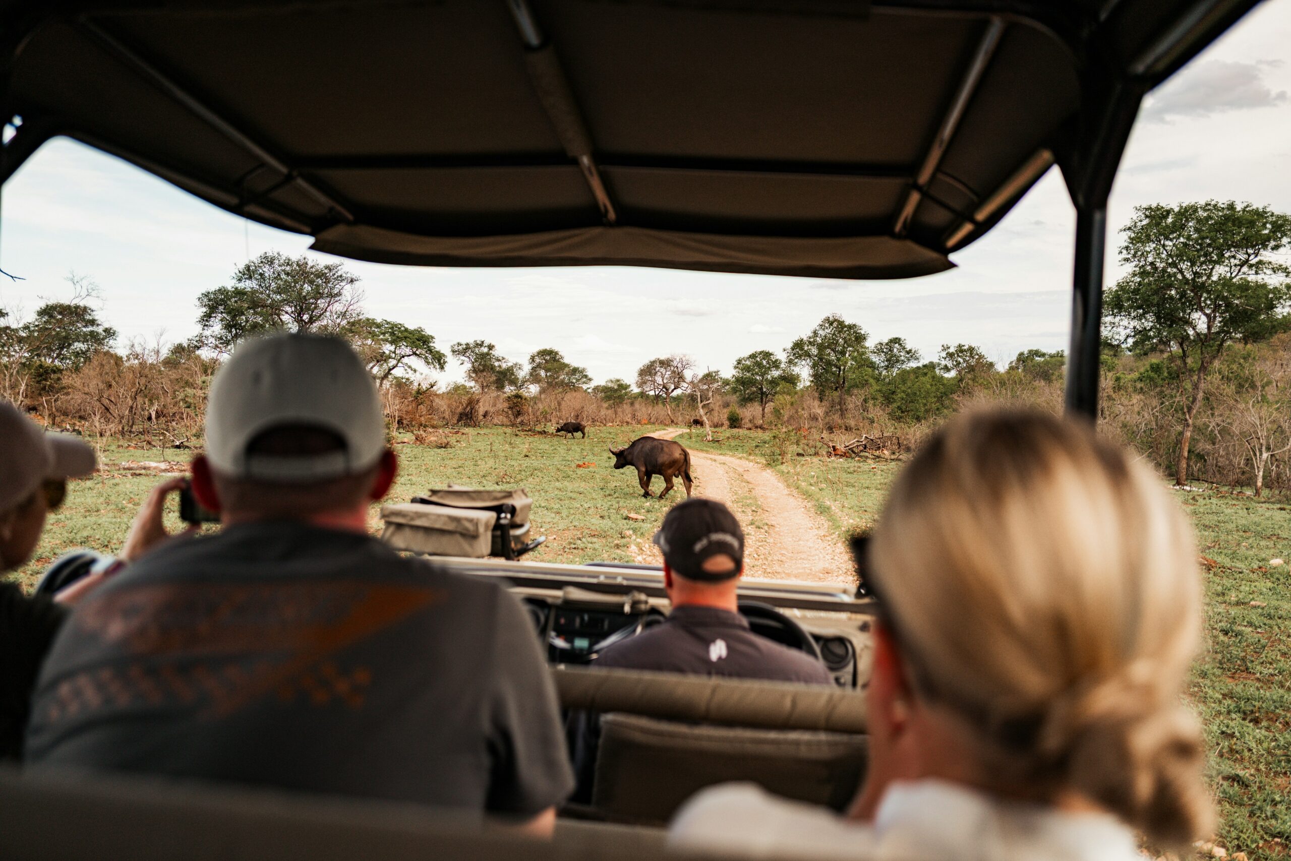 Kenya safari guide explaining wildlife behavior to guests