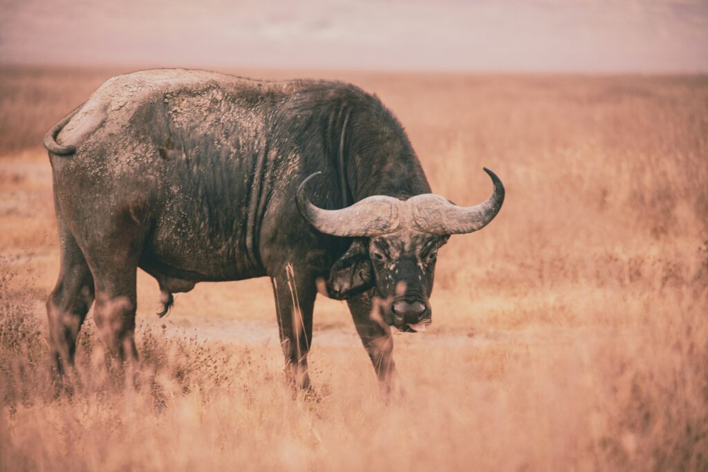 Ngorongoro Conservation Area  photo 4