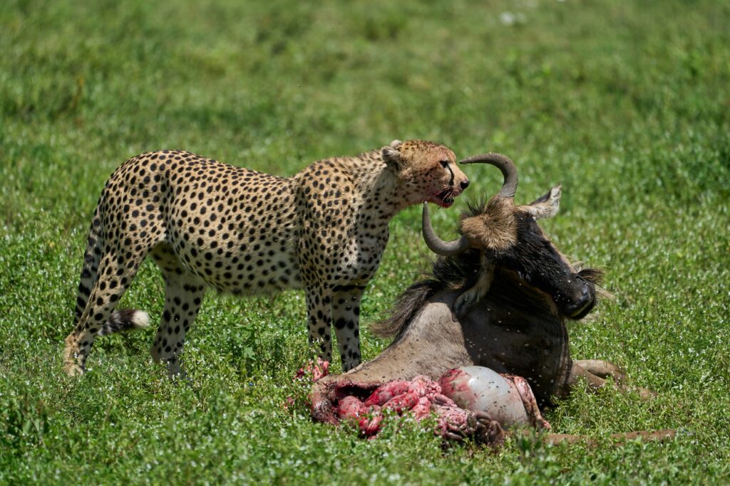 Ngorongoro Conservation Area  photo 5