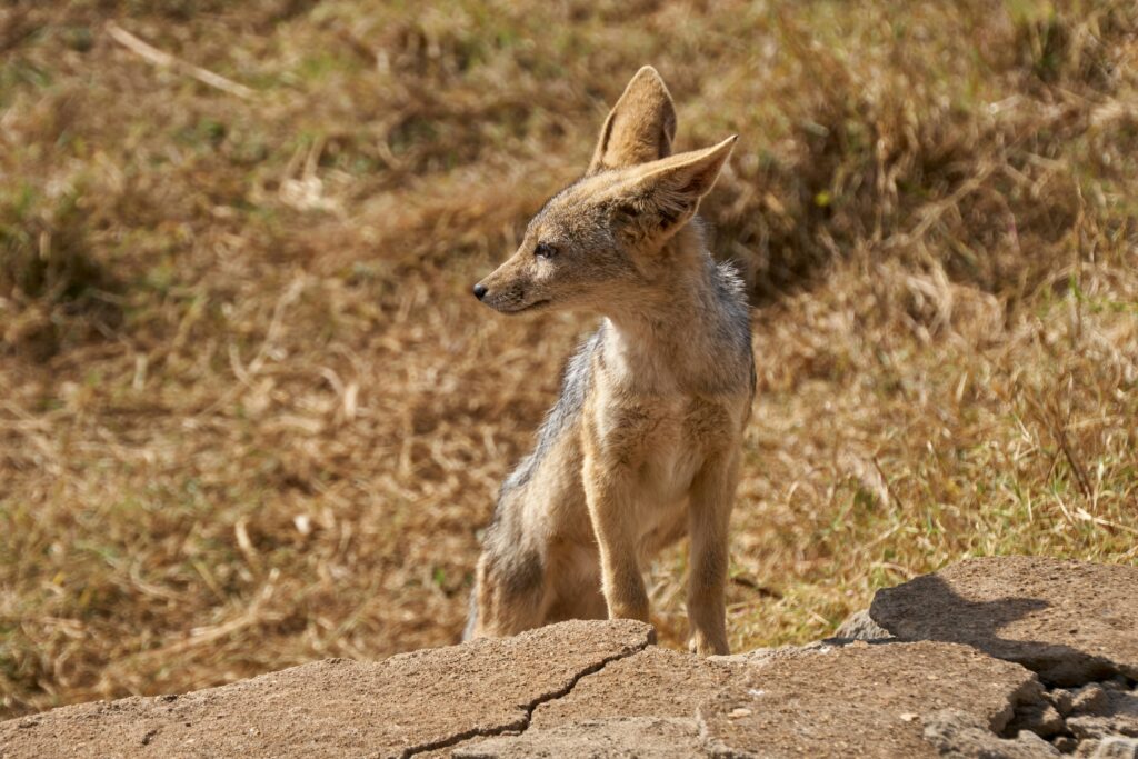 Ngorongoro Conservation Area  photo 2