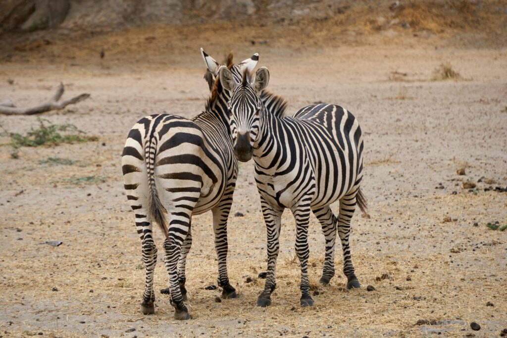 Tarangire National Park photo 4