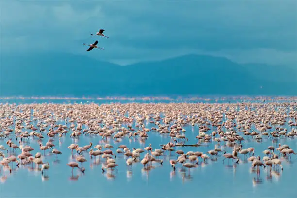 Lake Manyara National Park photo 5