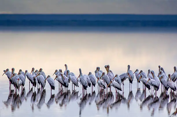 Lake Manyara National Park photo 3