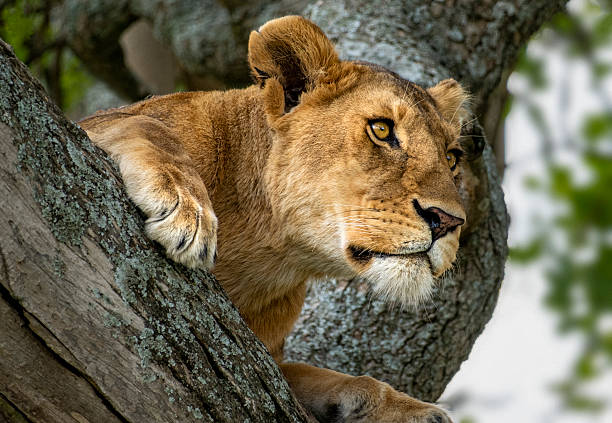 Lake Manyara National Park photo 6