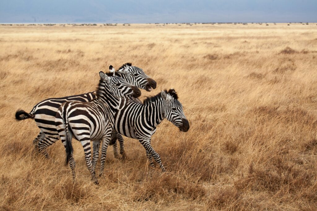 Ngorongoro Conservation Area  photo 3