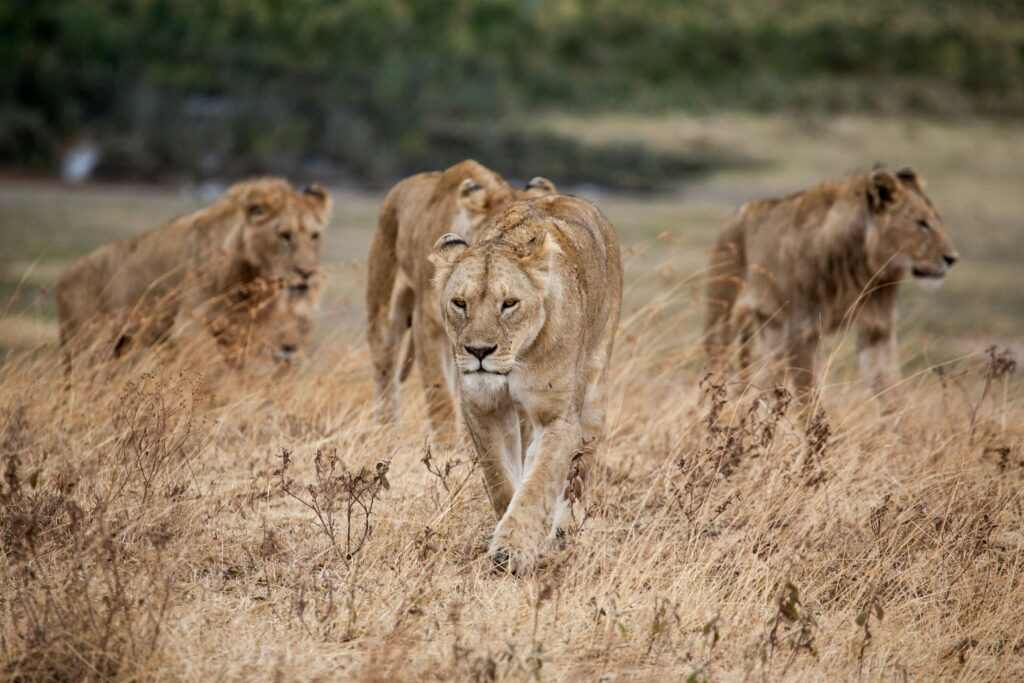 Ngorongoro Conservation Area  photo 6