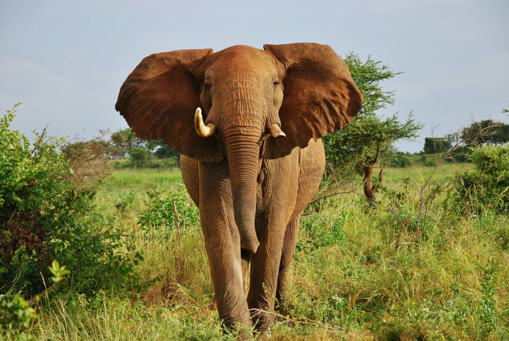 Full grown Elephant in its natural habitat