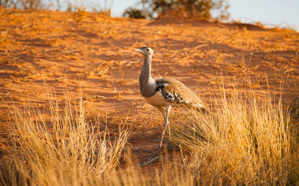 kenyan birds - Kori Bustard - mating dances