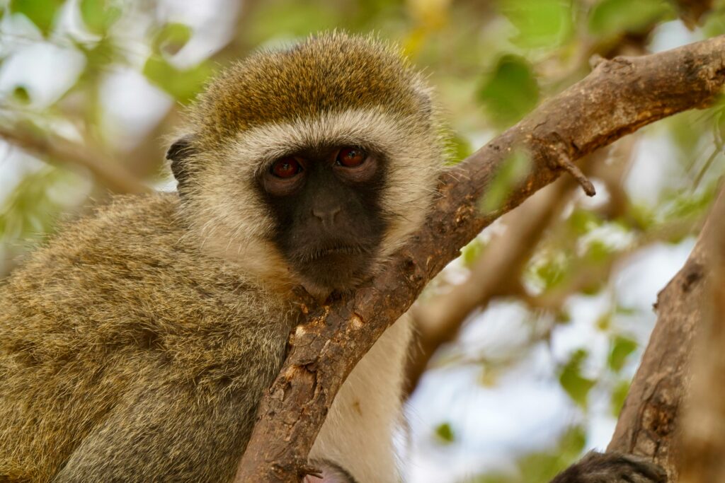 Tarangire National Park photo 5