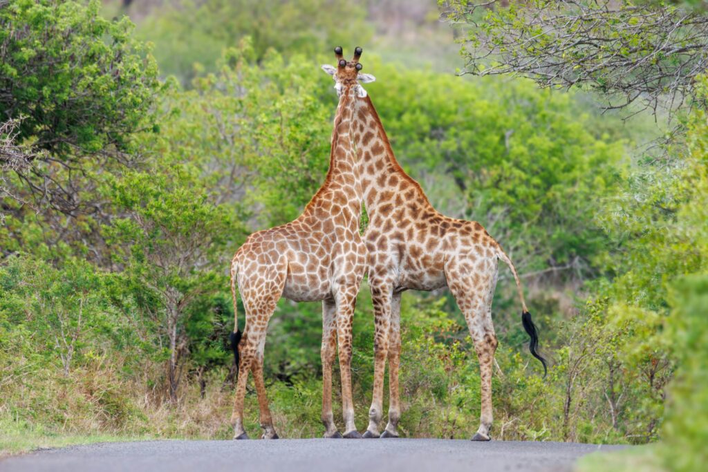 Giraffe subspecies