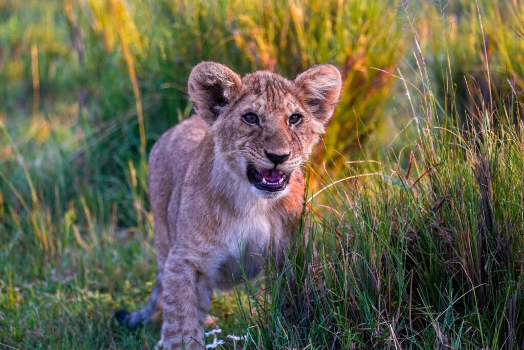 African Lion in the wild during a Bison Safaris Big 5 encounter