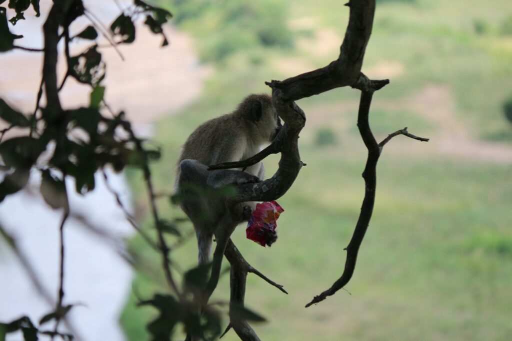 Tarangire National Park photo 6