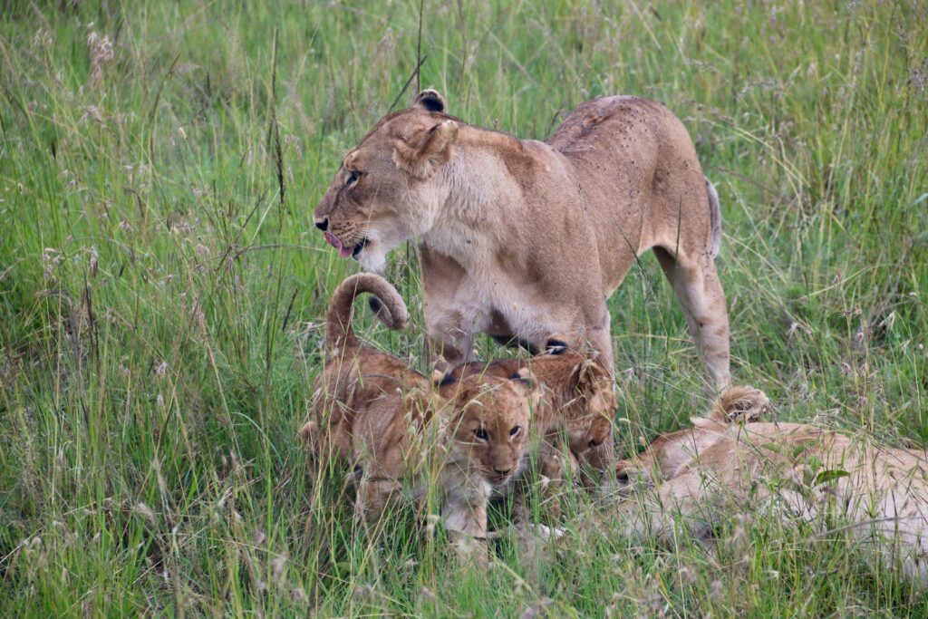 Lions in the green grass of Masai Mara during shoulder season.