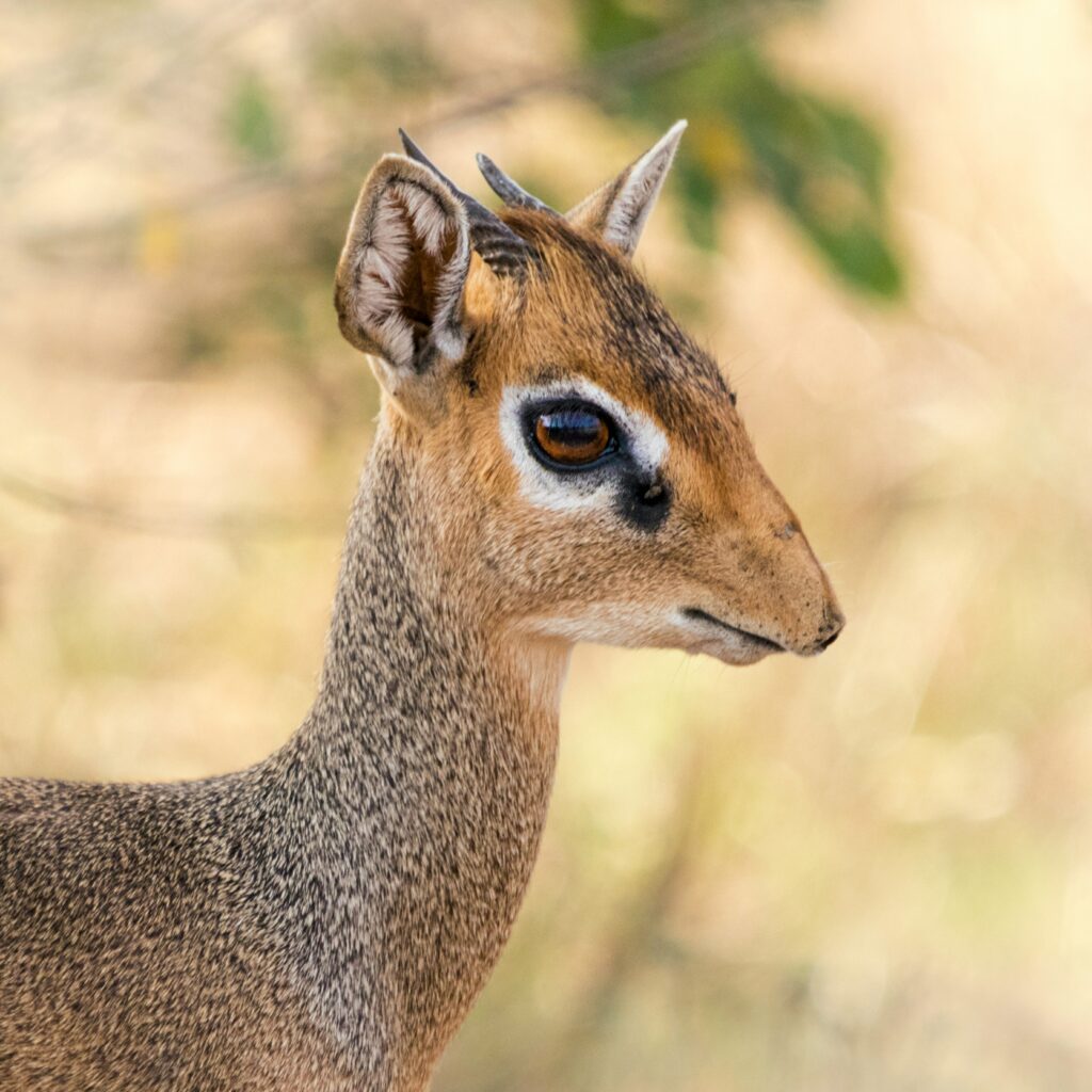 Tarangire National Park photo 7