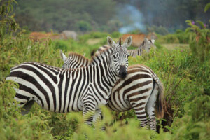 Mount Longonot hiking guide