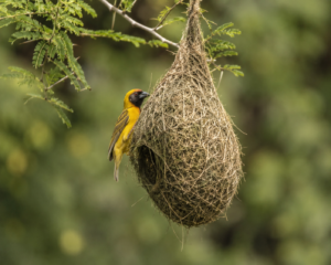 Africa's natural architects