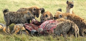 Role of scavengers in the African ecosystem