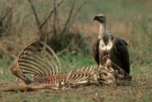 role of vultures as a scavenger in the African ecosystem