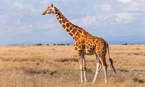 Samburu Special Five