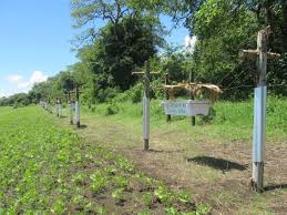beehive fences in Kenya