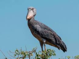 The Shoebill Stork