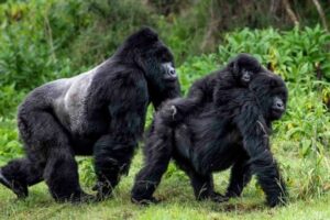Rwanda gorilla trekking and masai mara safari