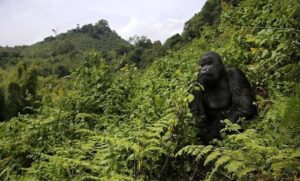 Rwanda gorilla trekking and masai mara safari