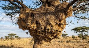 Africa's natural architects