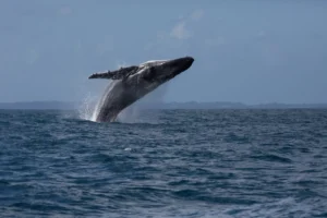 hmpback whale migration in Ile sainte marie Madagascar 