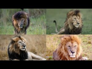 The Four Musketeers are among the most famous lions in Africa