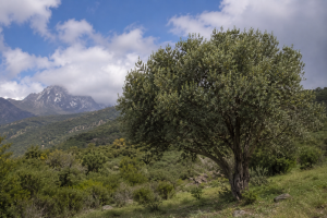 African olive tree is among the incredible trees in Kenya