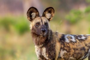 The African wild dog