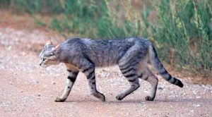 African wildcat, it falls under the wild cats in Kenya