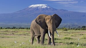 Amboseli National Park, one of the best weekend getaways in Kenya