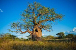 Baobab tree in the Tsavo West National Park, it among the most incredible trees in Kenya