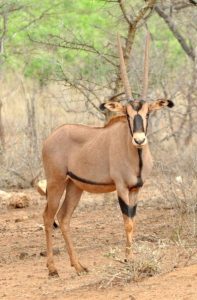 Beisa oryx, among the most common antelopes in Kenya