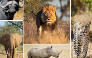 The big five in East Africa